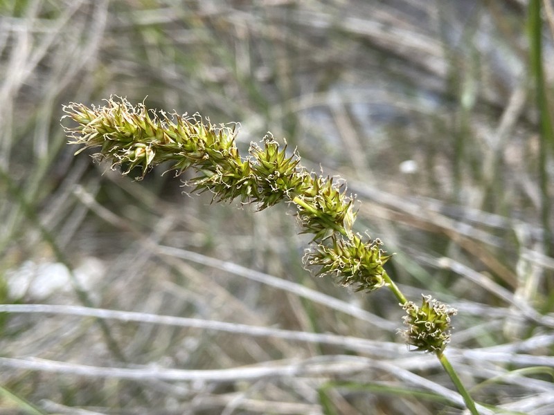 Sturdy Sedge photo 7