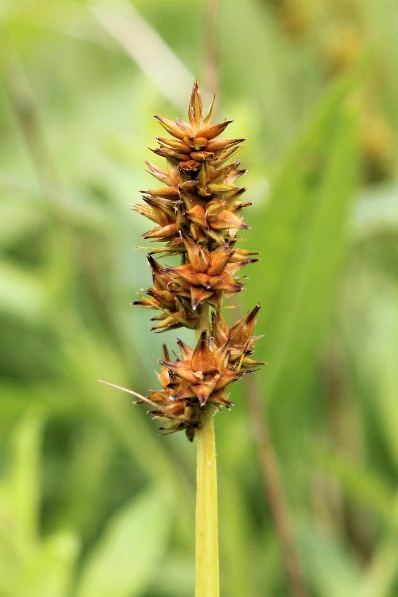 Foxtail Sedge