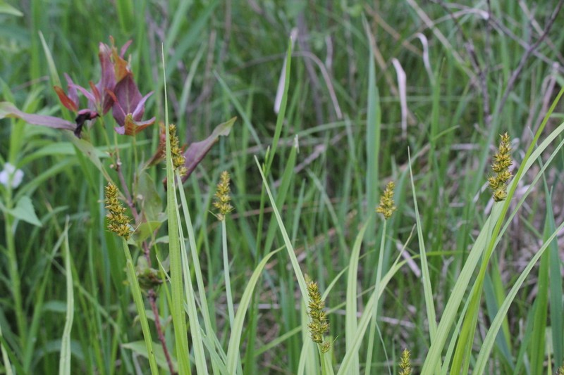 Foxtail Sedge photo 4