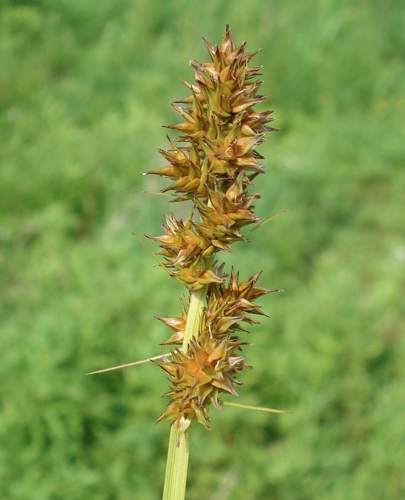 Foxtail Sedge photo 5