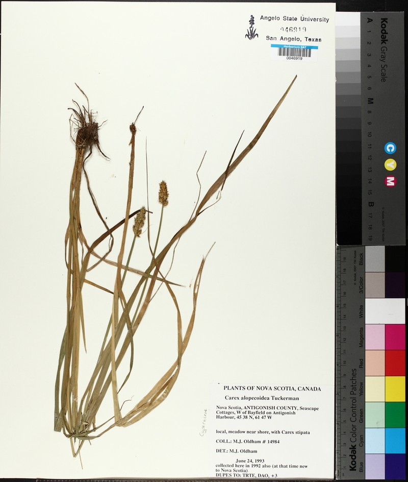 Foxtail Sedge photo 6