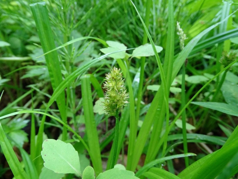 Foxtail Sedge photo 7