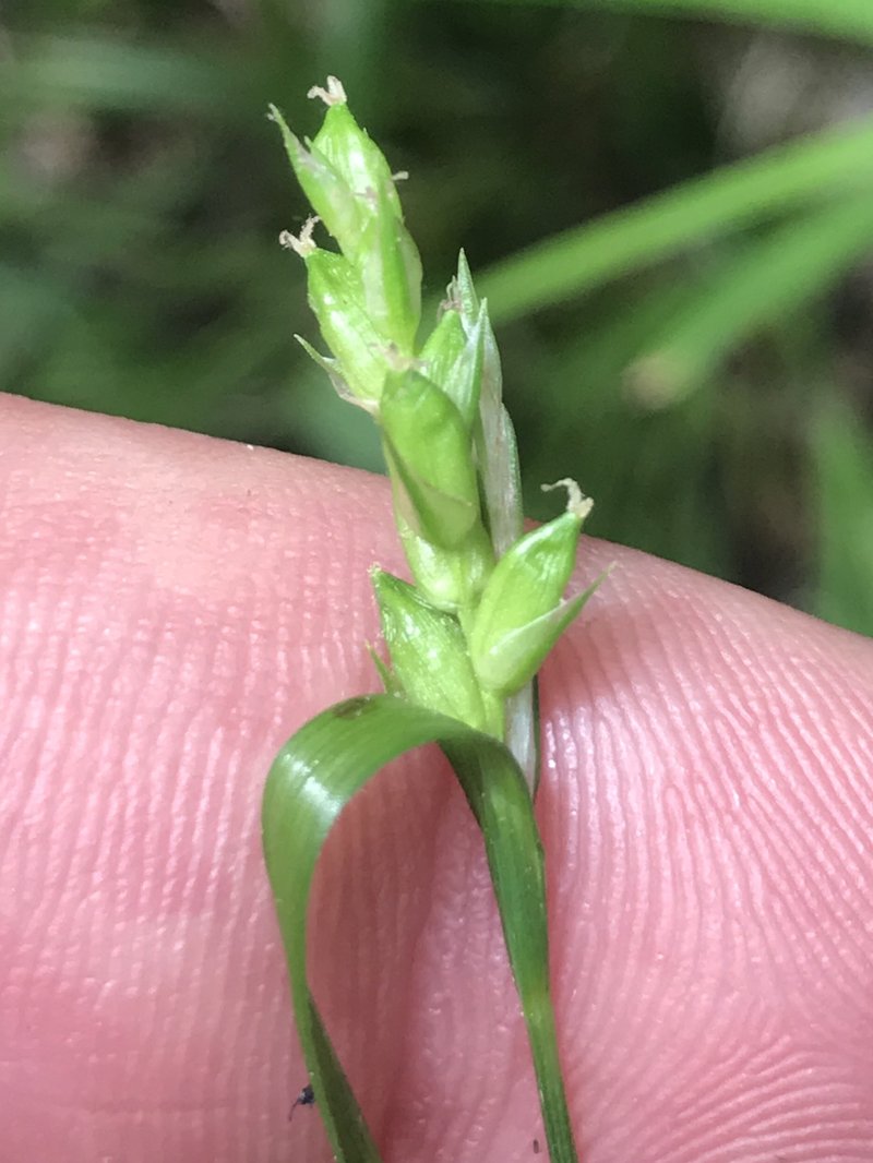 Eastern Narrowleaf Sedge