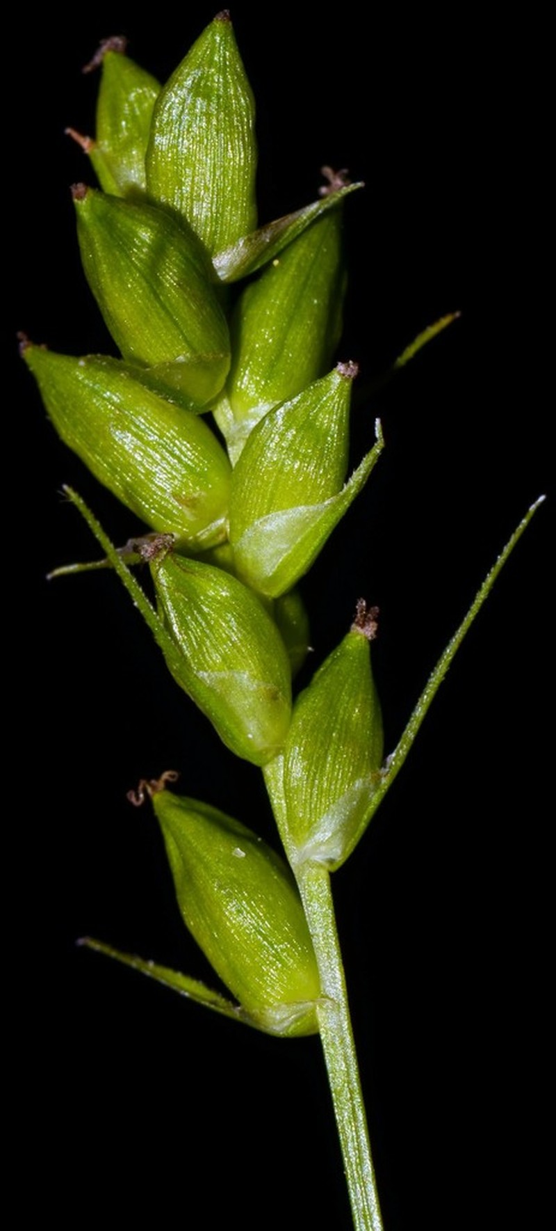 Eastern Narrowleaf Sedge photo 3
