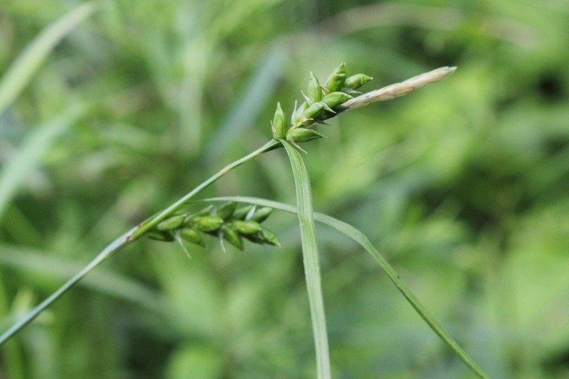 Eastern Narrowleaf Sedge photo 4