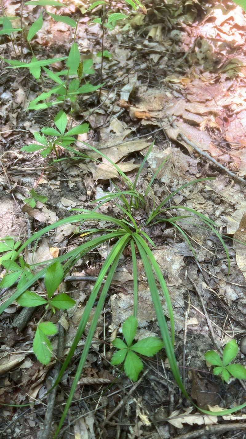 Eastern Narrowleaf Sedge photo 5