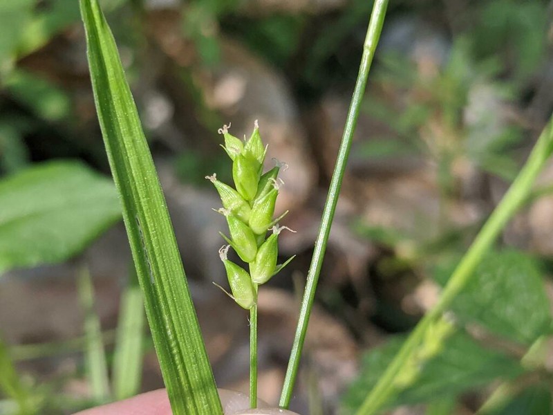 Eastern Narrowleaf Sedge photo 6