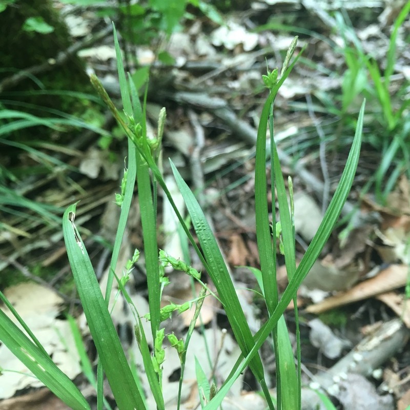 Eastern Narrowleaf Sedge photo 7