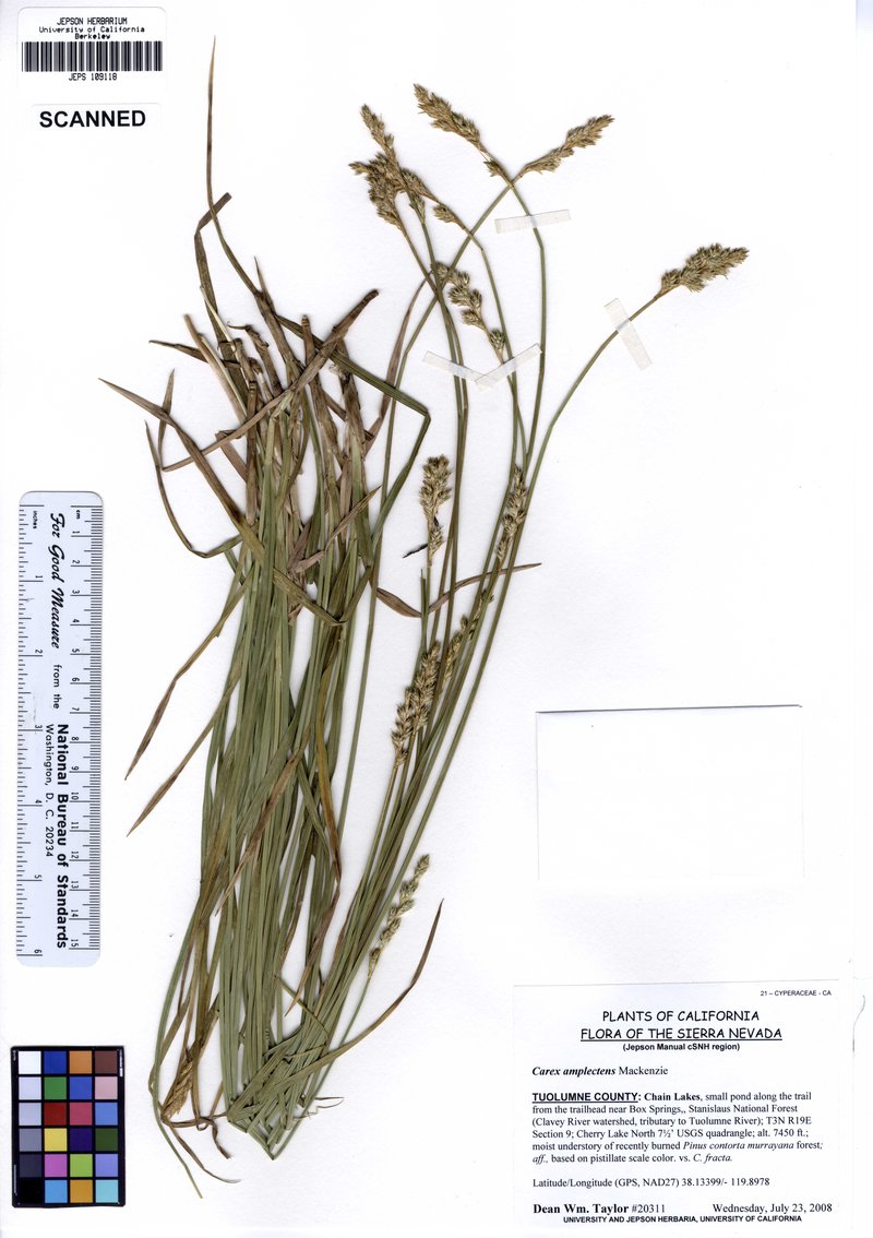 Claspbract Sedge