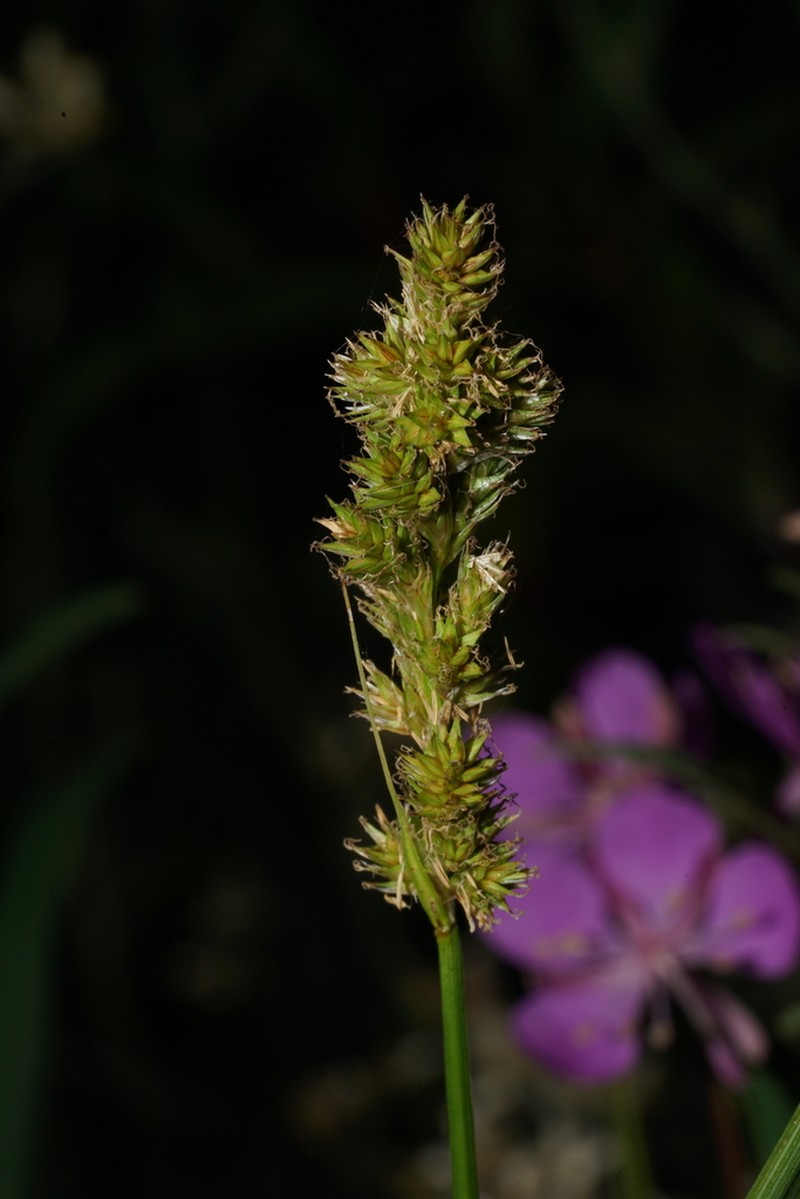 Claspbract Sedge photo 5
