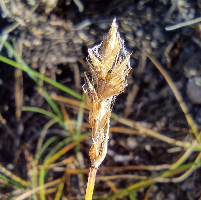 Claspbract Sedge photo 6