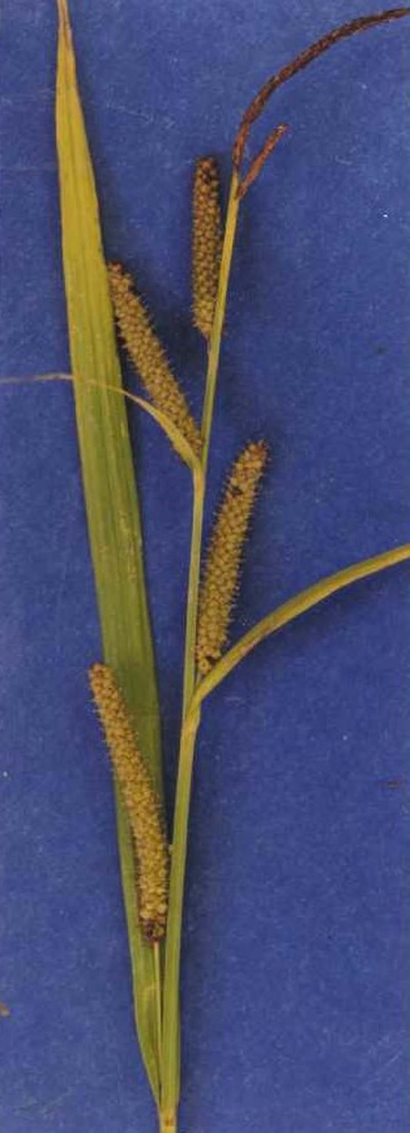Bigleaf Sedge