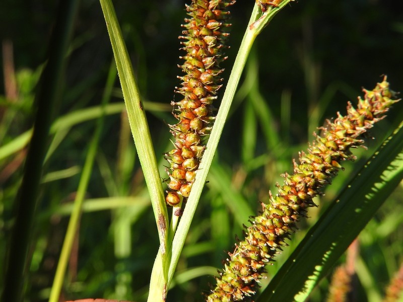 Bigleaf Sedge photo 3