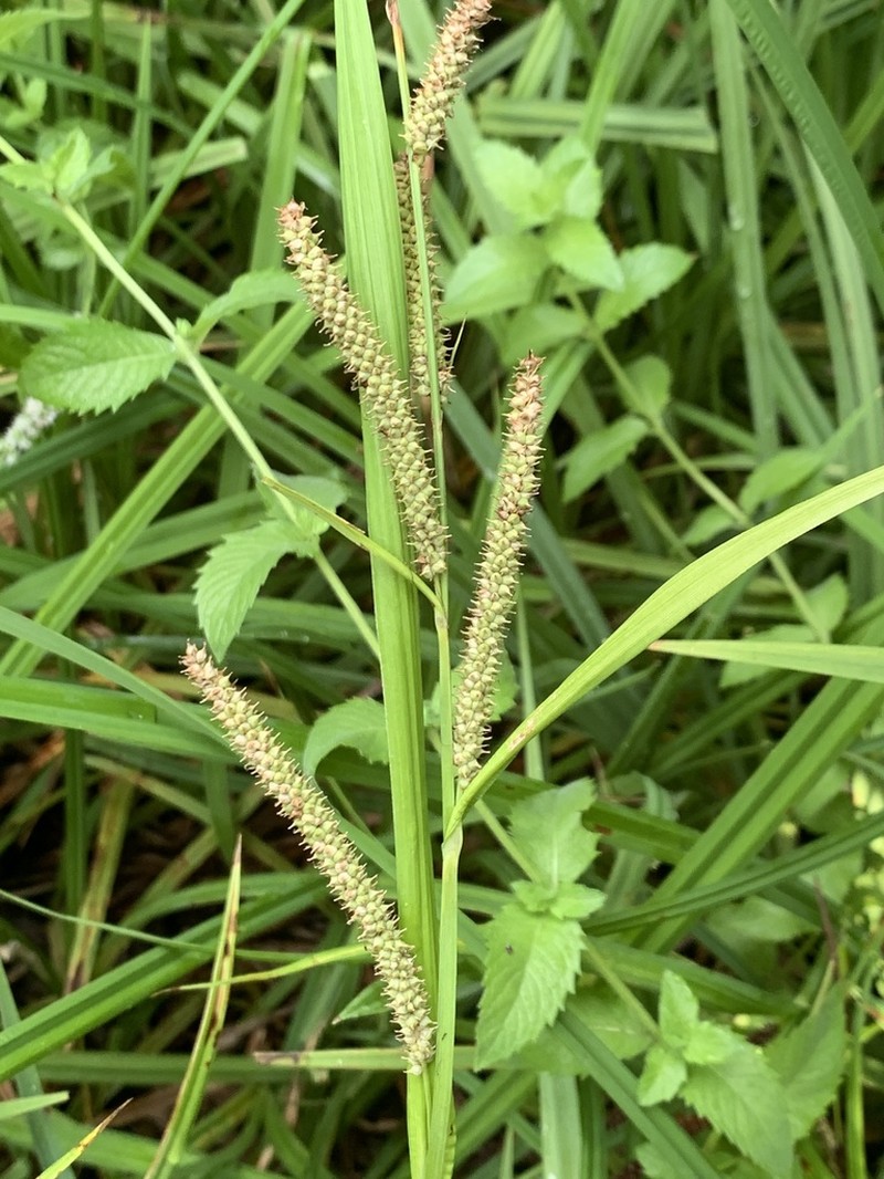 Bigleaf Sedge photo 4