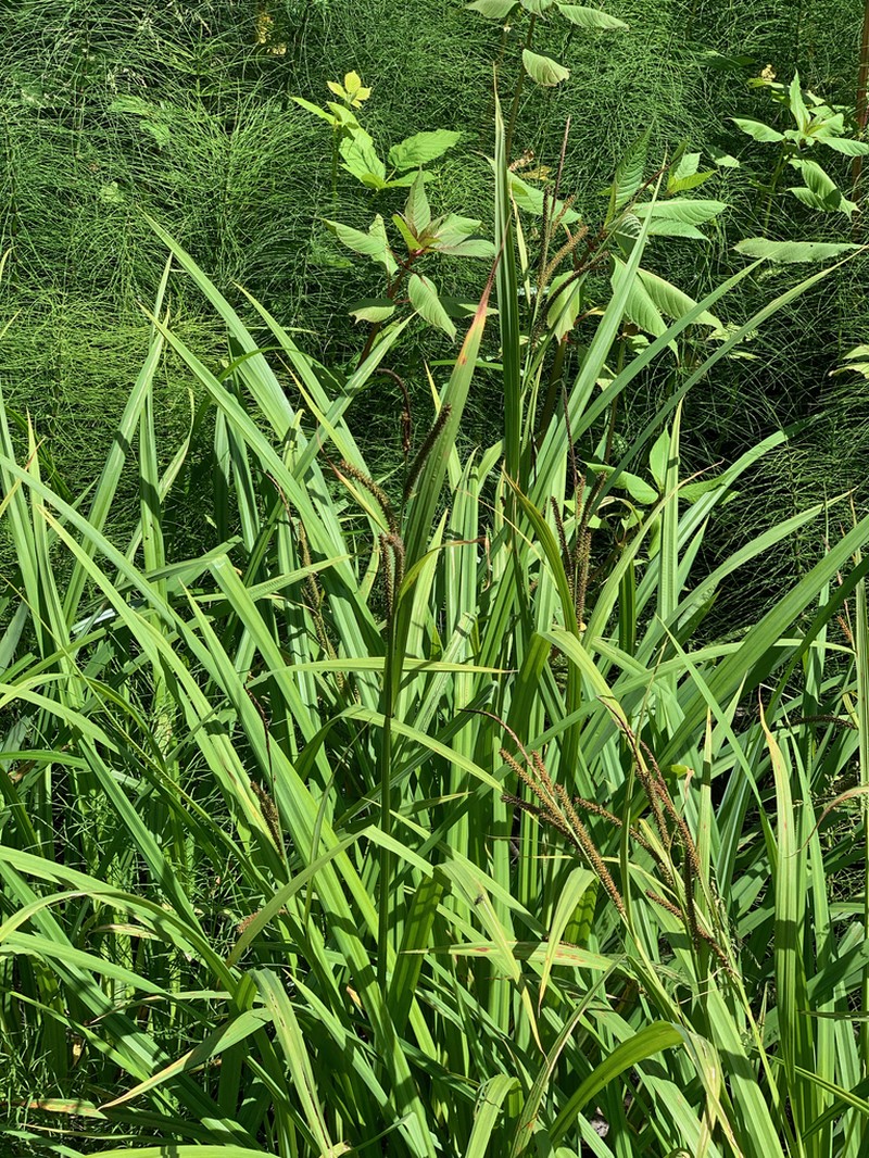 Bigleaf Sedge photo 5