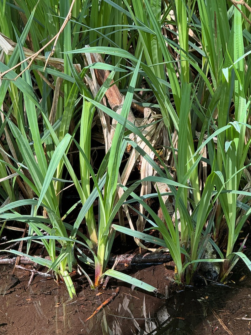 Bigleaf Sedge photo 6