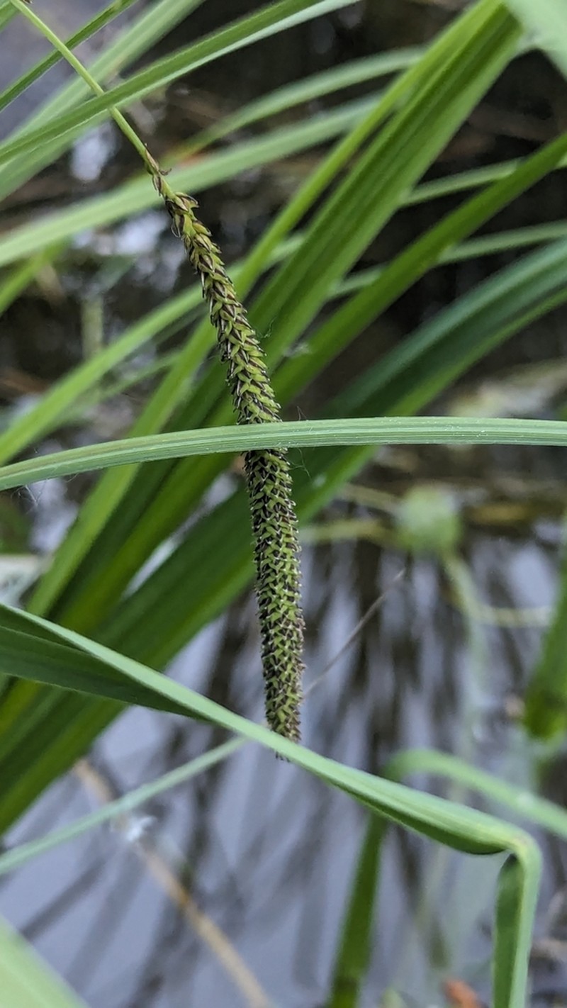 Bigleaf Sedge photo 7