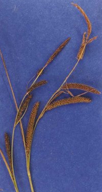 Widefruit Sedge