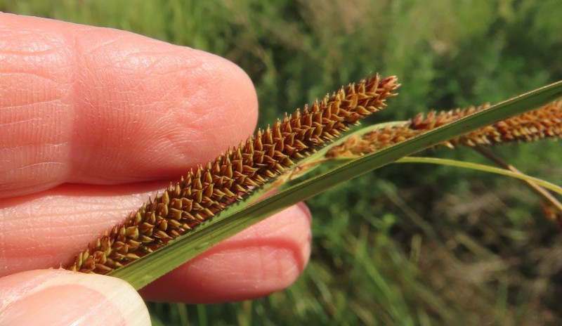 Widefruit Sedge photo 3