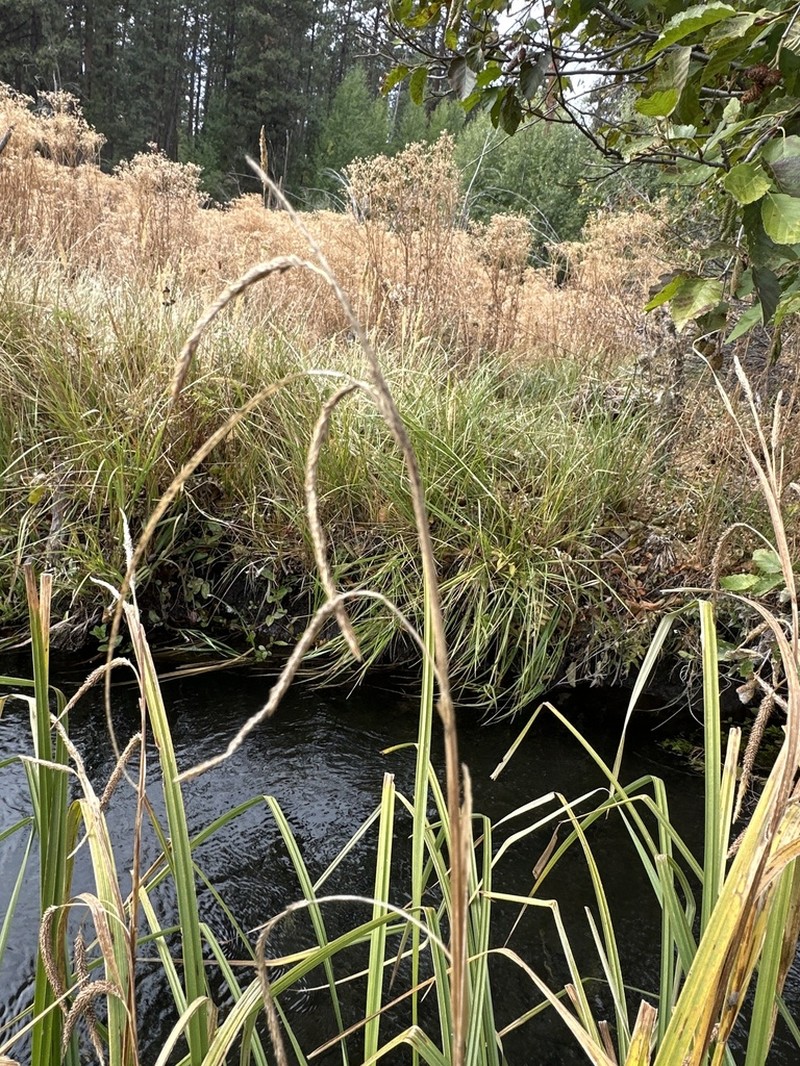 Widefruit Sedge photo 4