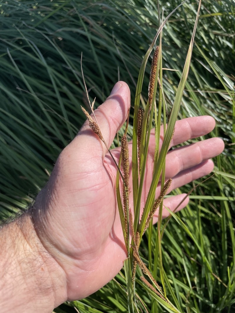 Widefruit Sedge photo 5