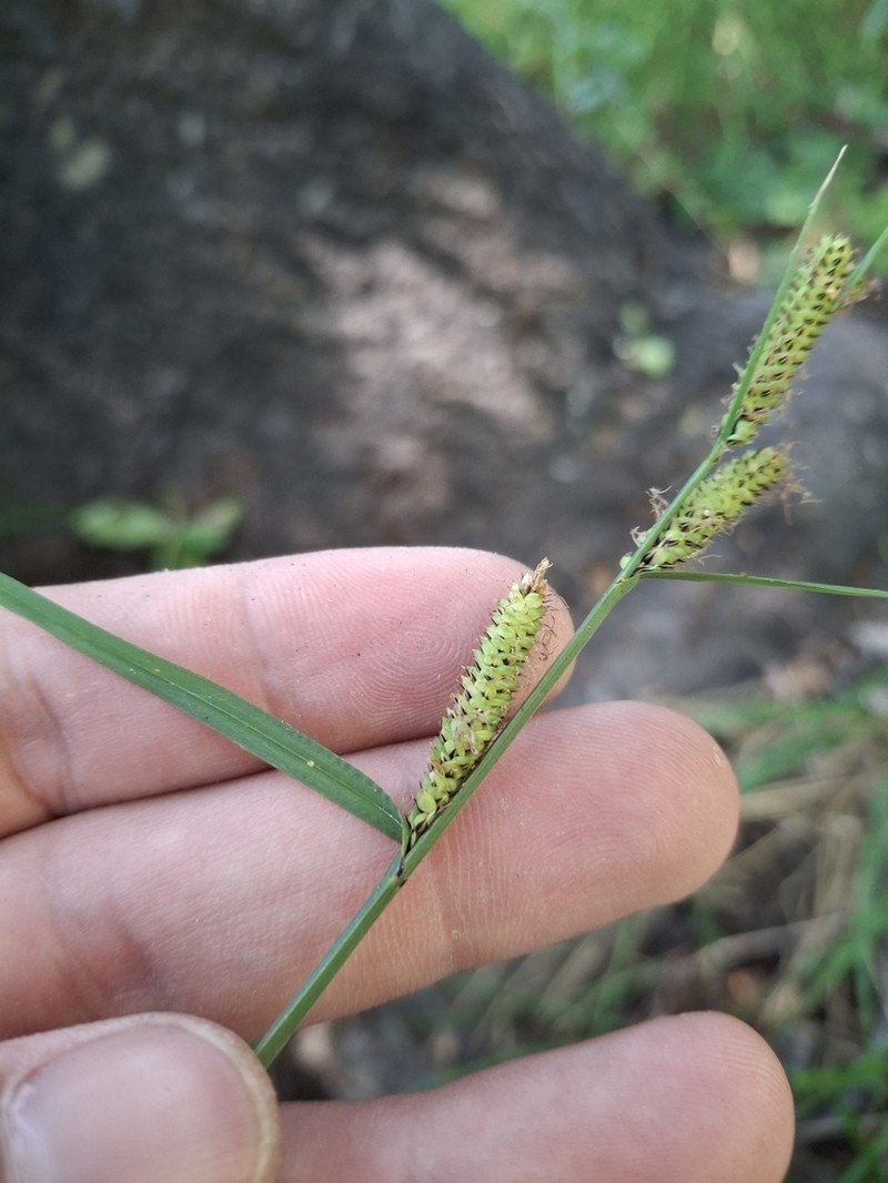 Widefruit Sedge photo 6