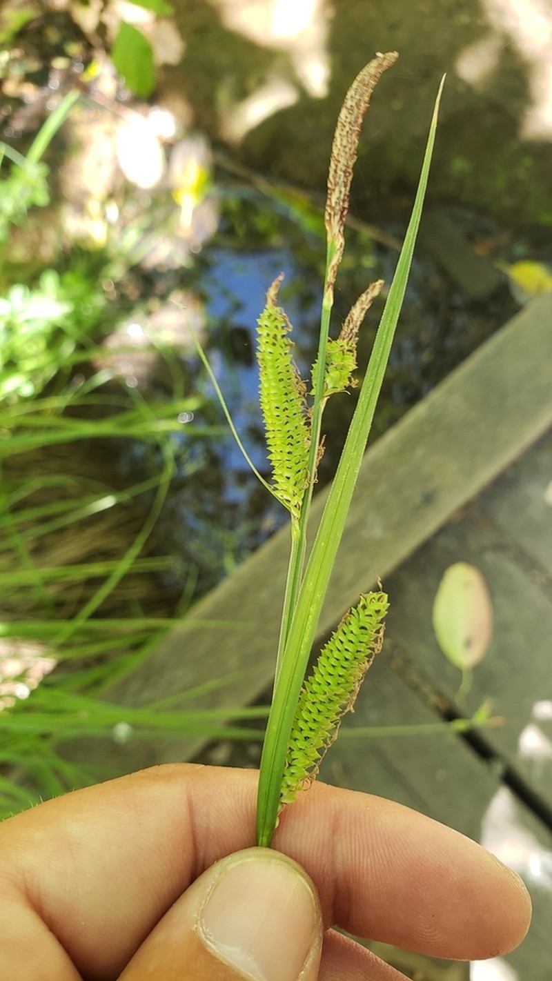 Widefruit Sedge photo 7