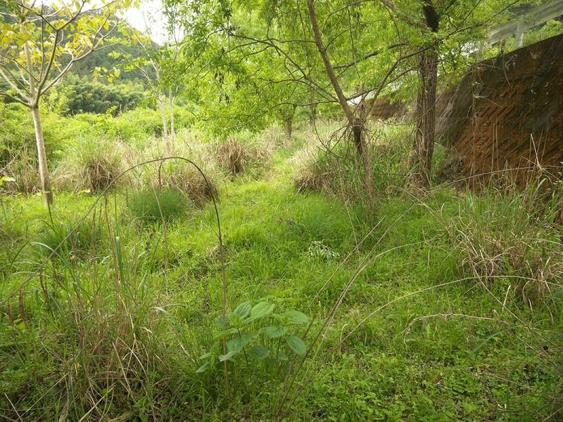 Carex angustealata