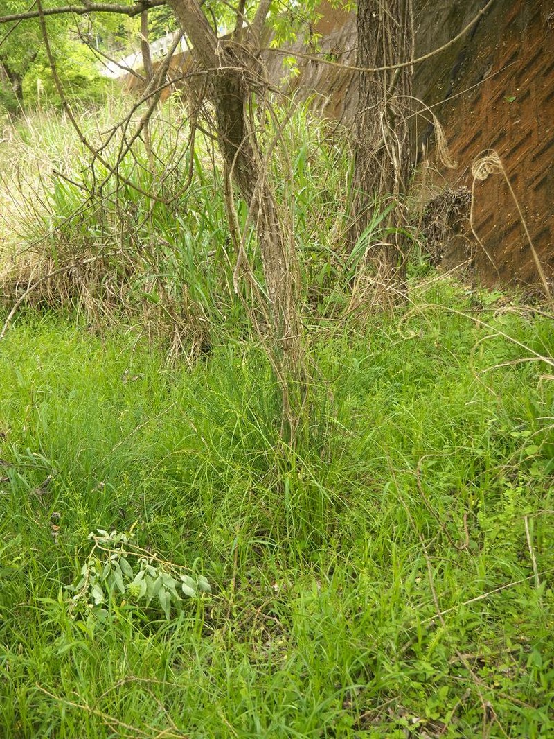 Carex angustealata photo 2