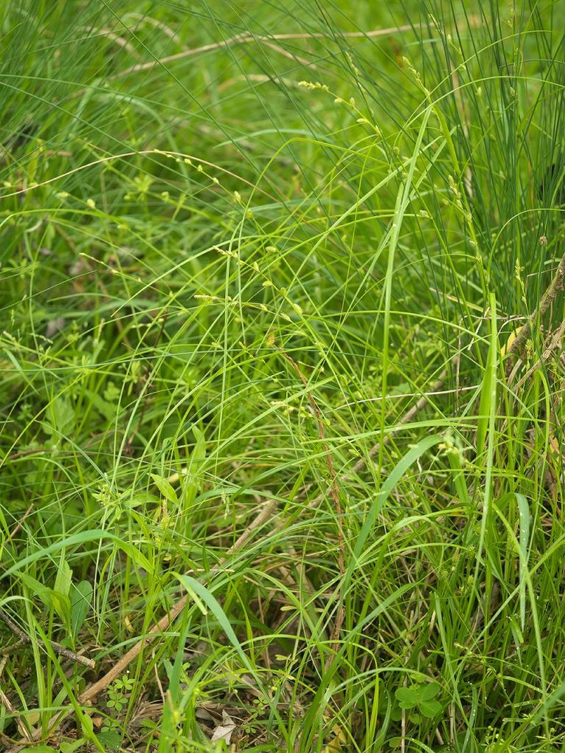 Carex angustealata photo 3