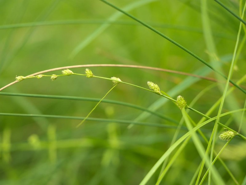 Carex angustealata photo 4