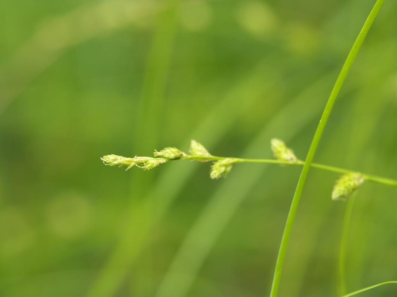 Carex angustealata photo 5