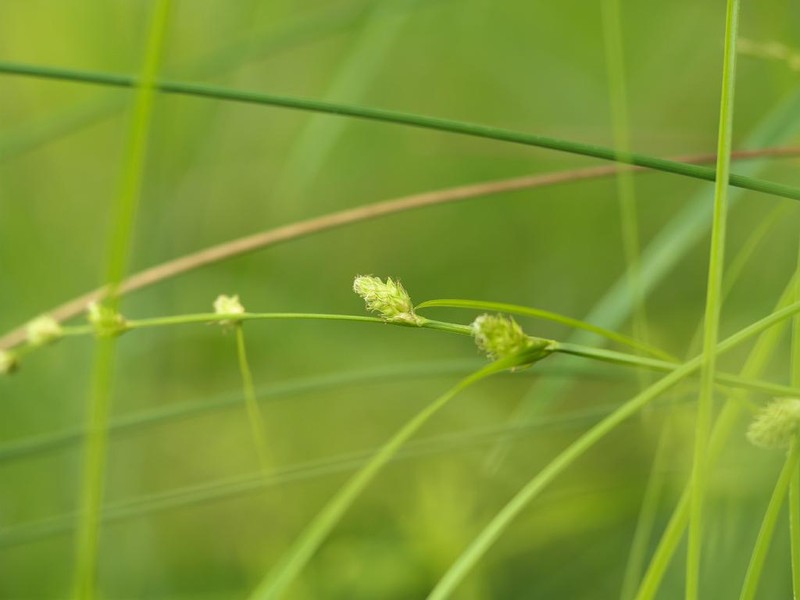 Carex angustealata photo 6