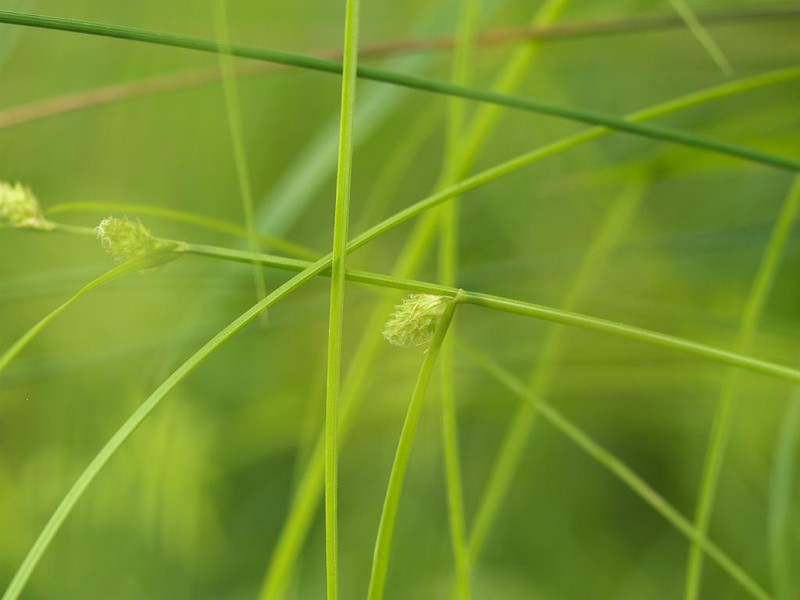Carex angustealata photo 7
