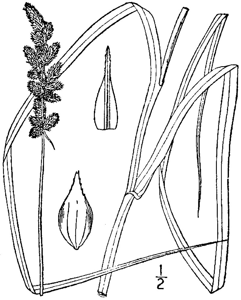 Yellowfruit Sedge photo 2