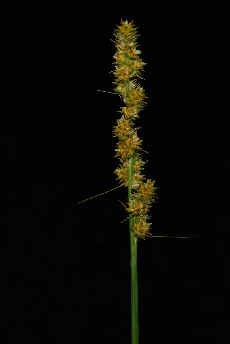 Yellowfruit Sedge