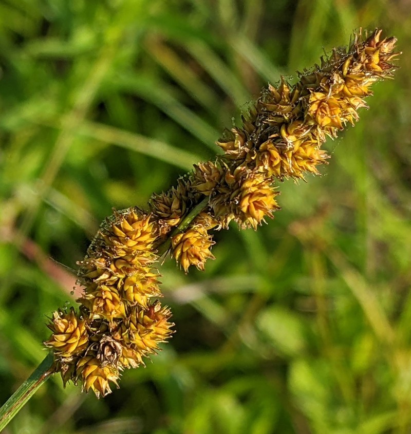 Yellowfruit Sedge photo 4
