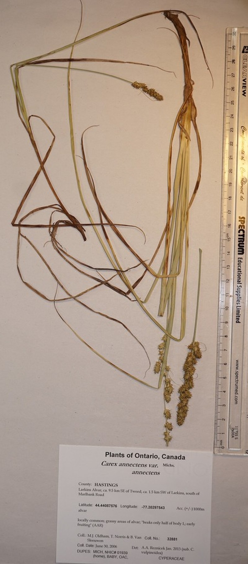 Yellowfruit Sedge photo 5
