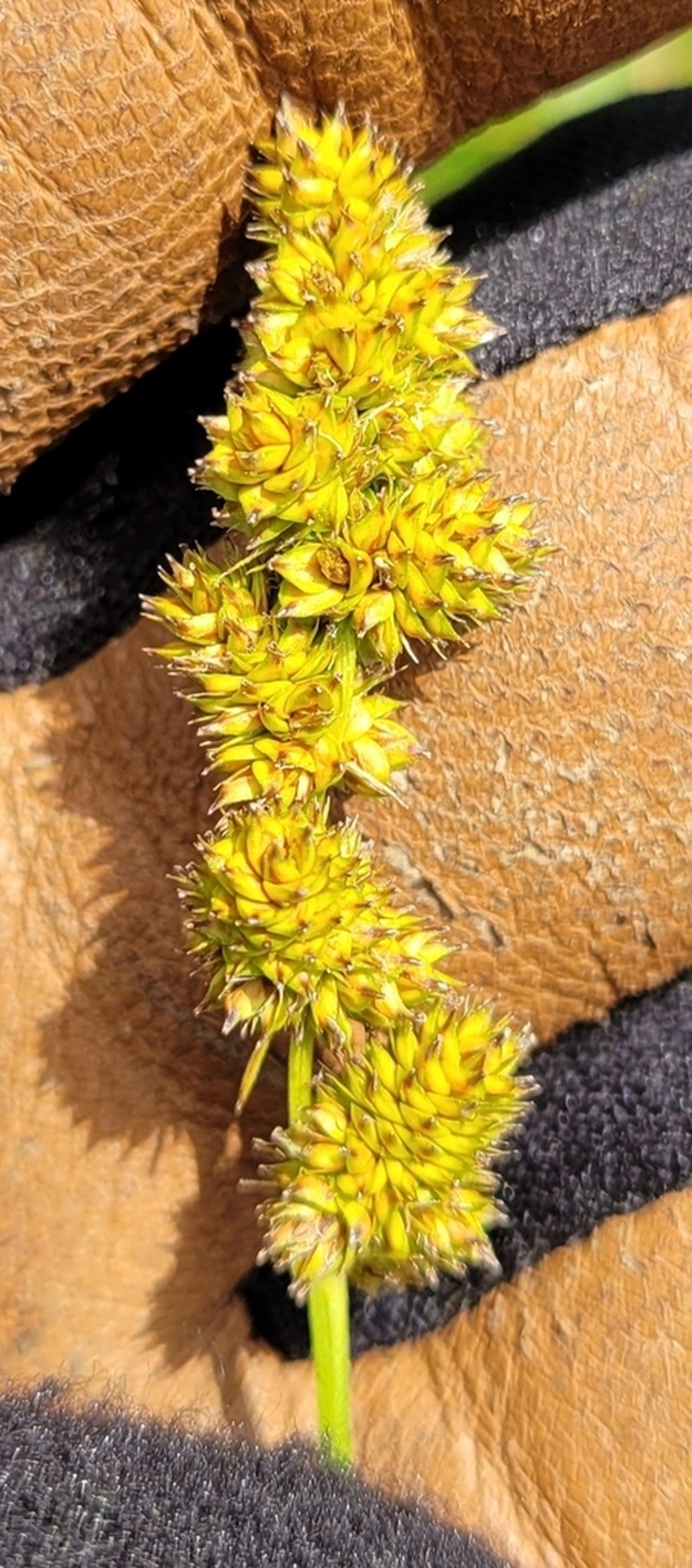 Yellowfruit Sedge photo 6