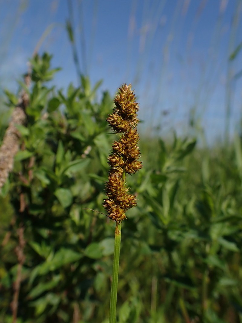 Yellowfruit Sedge photo 7