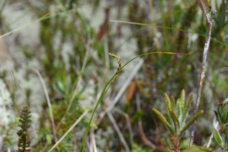 Grassyslope Arctic Sedge
