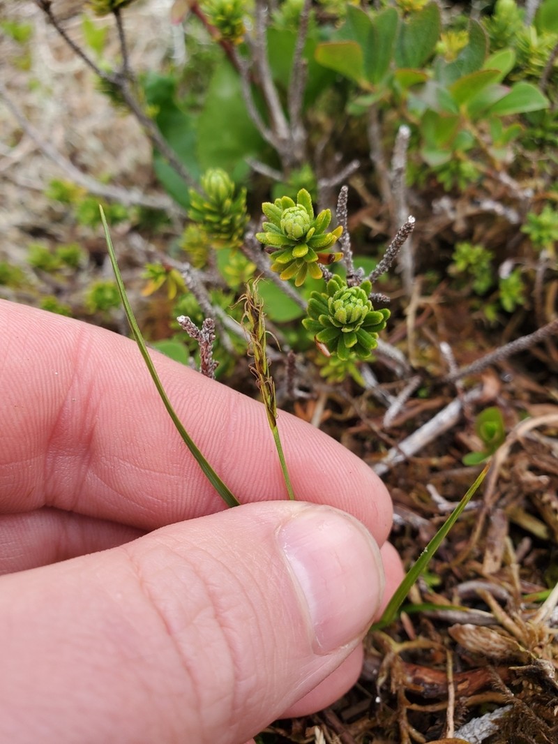 Grassyslope Arctic Sedge photo 2