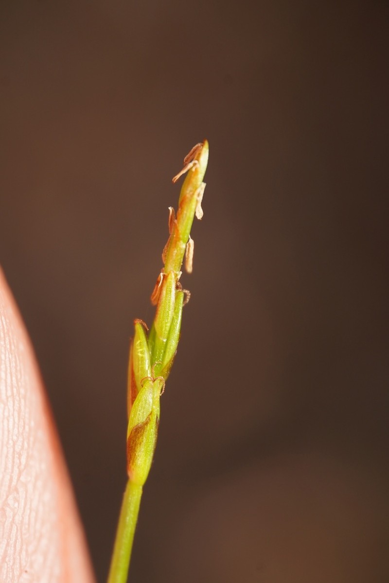 Grassyslope Arctic Sedge photo 3