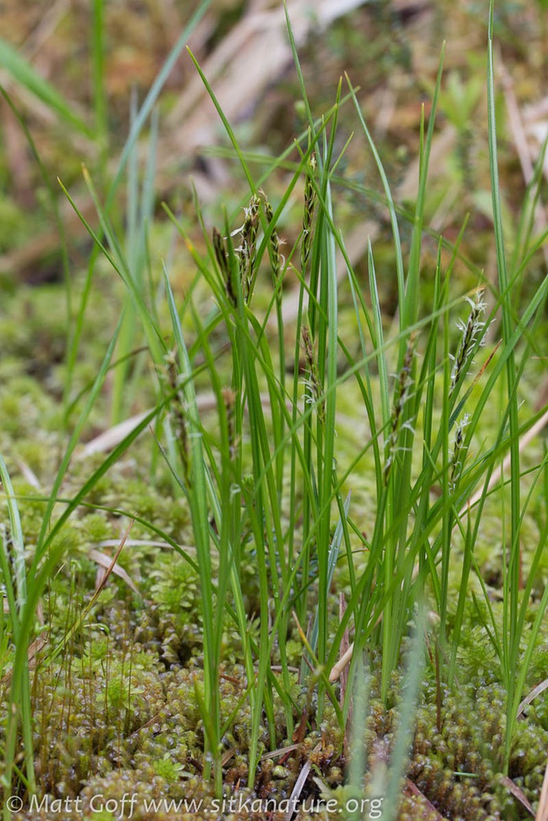 Grassyslope Arctic Sedge photo 4