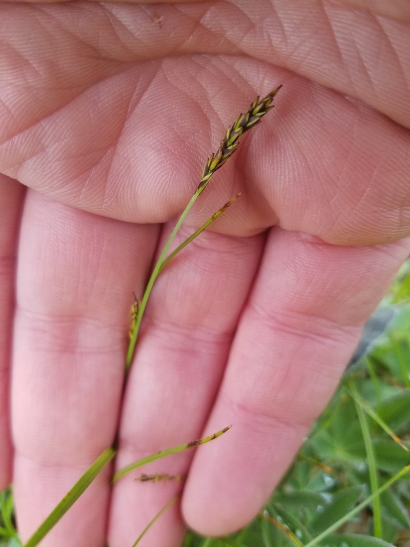 Grassyslope Arctic Sedge photo 5