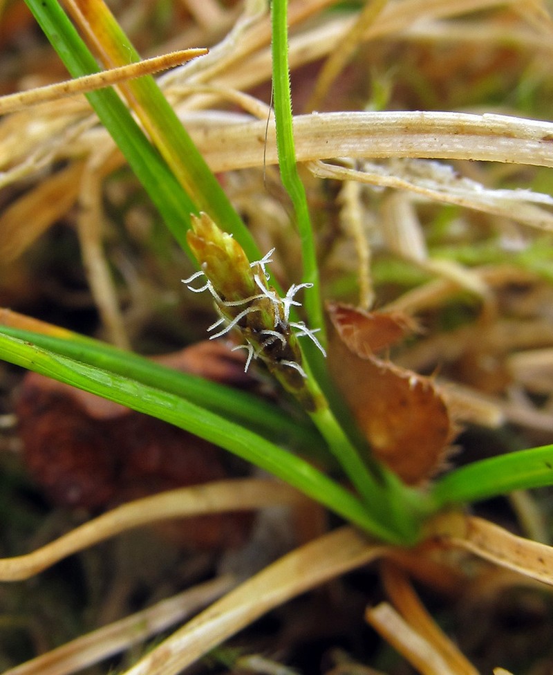 Grassyslope Arctic Sedge photo 6