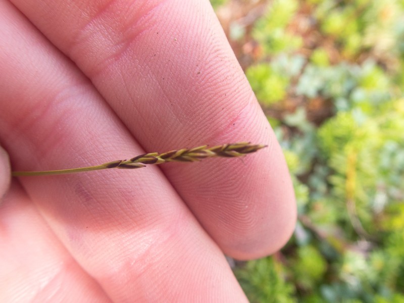 Grassyslope Arctic Sedge photo 7
