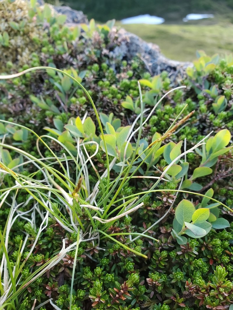 Grassyslope Arctic Sedge photo 8