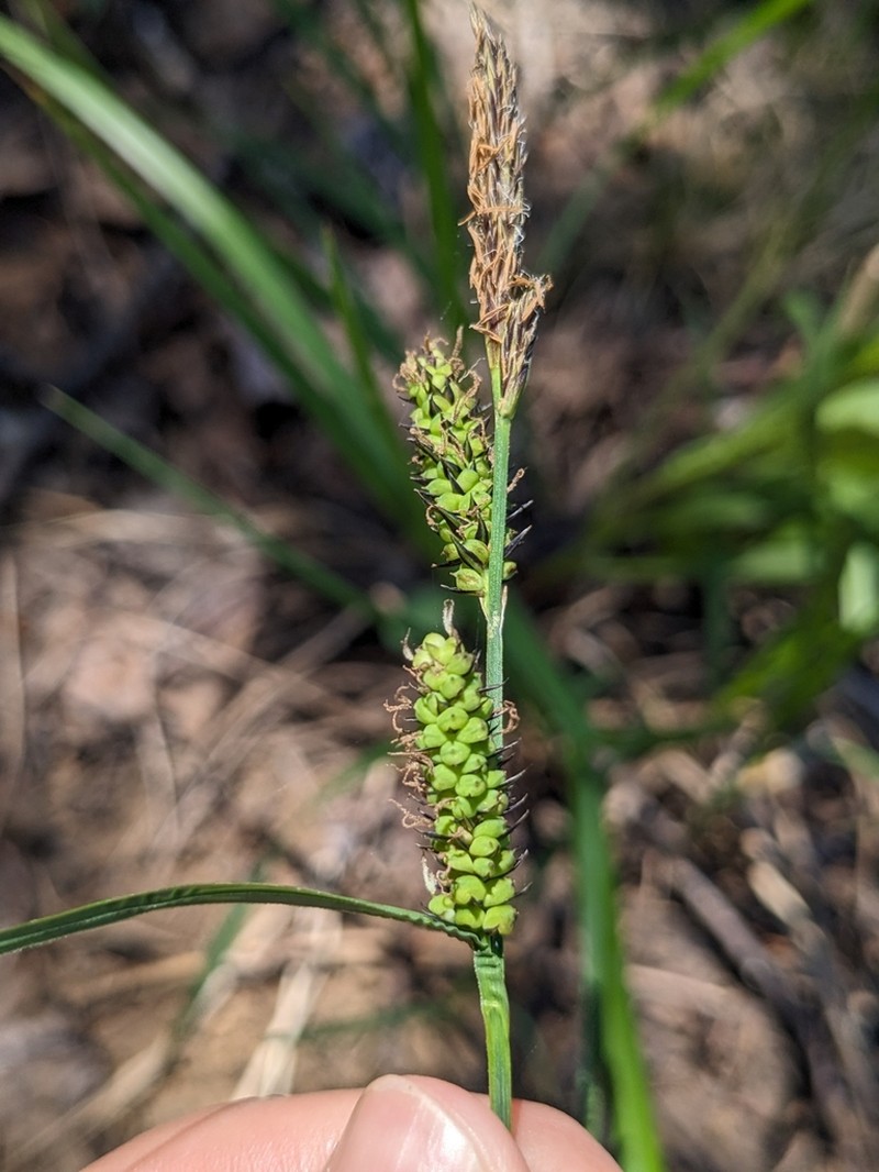 Columbian Sedge photo 2