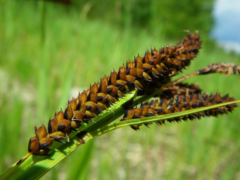 Columbian Sedge photo 3